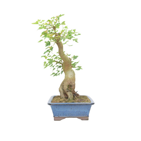 ACER BUERGERIANUM 13921