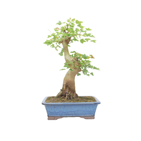 ACER BUERGERIANUM 13921