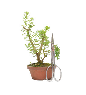 OSMANTHUS HETEROPHYLLUS 15427