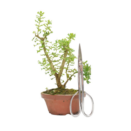 OSMANTHUS HETEROPHYLLUS 15427