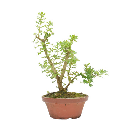 OSMANTHUS HETEROPHYLLUS 15427