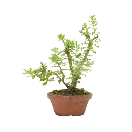 OSMANTHUS HETEROPHYLLUS 15427