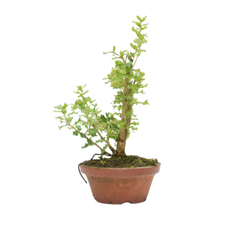 OSMANTHUS HETEROPHYLLUS 15427