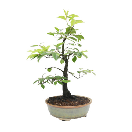 PRUNUS PADUS LD.4