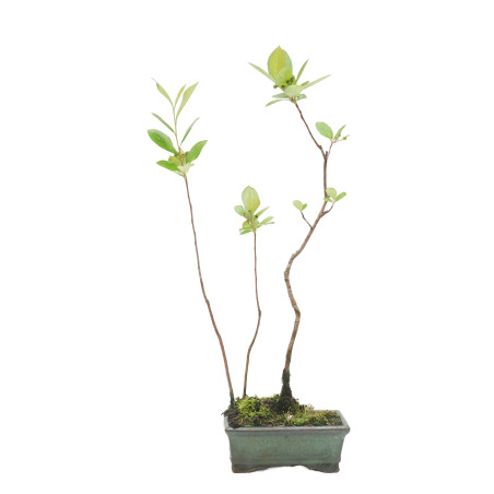 POURTHIAEA VILLOSA 15439