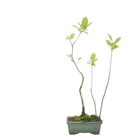 POURTHIAEA VILLOSA 15439