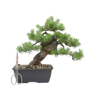 PINUS SYLVESTRIS 15445