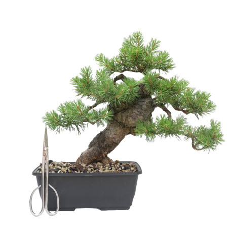 PINUS SYLVESTRIS 15445