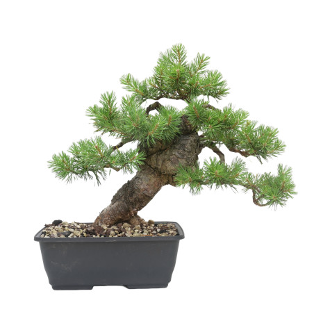 PINUS SYLVESTRIS 15445