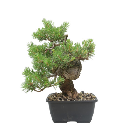 PINUS SYLVESTRIS 15445