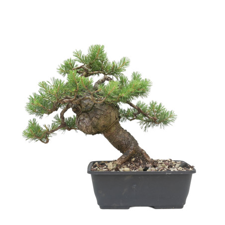 PINUS SYLVESTRIS 15445