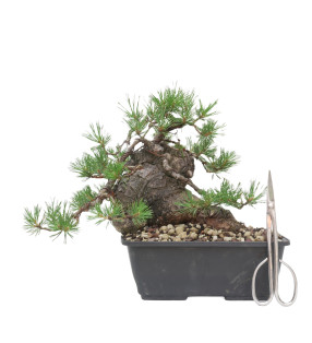 PINUS SYLVESTRIS 15446