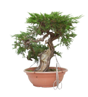 JUNIPERUS SABINA 15447