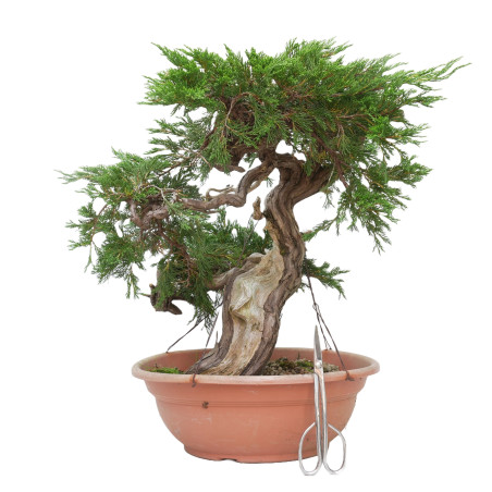JUNIPERUS SABINA 15447
