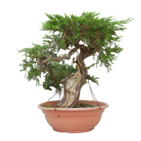 JUNIPERUS SABINA 15447