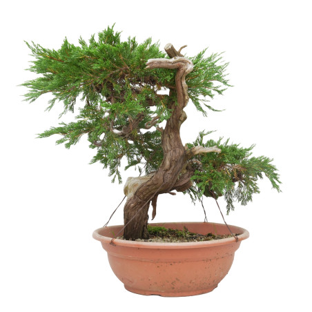 JUNIPERUS SABINA 15447