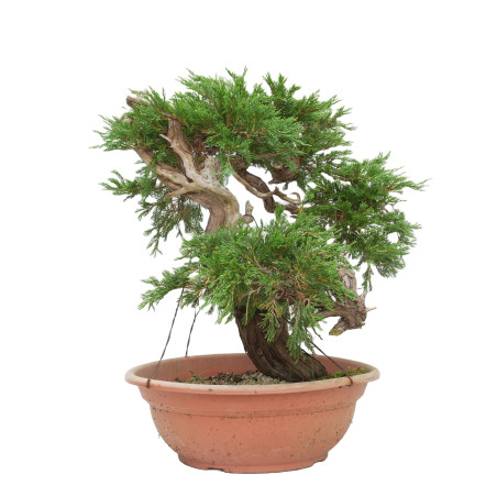 JUNIPERUS SABINA 15447