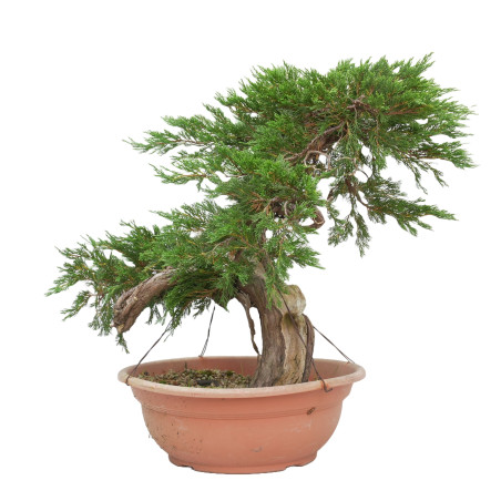 JUNIPERUS SABINA 15447
