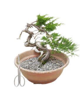 JUNIPERUS SABINA 15448