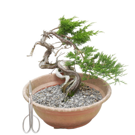 JUNIPERUS SABINA 15448