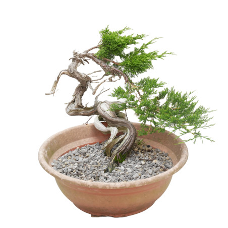 JUNIPERUS SABINA 15448