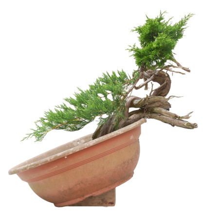 JUNIPERUS SABINA 15448