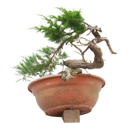 JUNIPERUS SABINA 15448