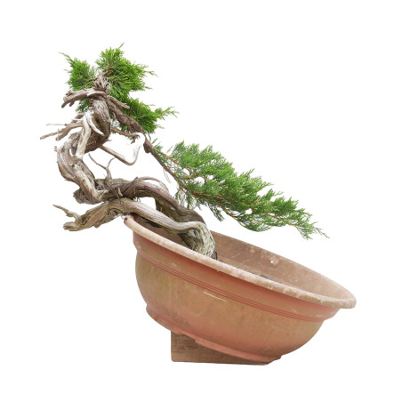 JUNIPERUS SABINA 15448