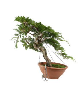 JUNIPERUS SABINA 15451