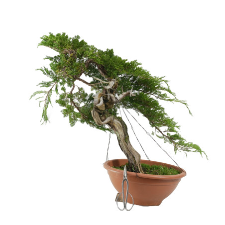 JUNIPERUS SABINA 15451