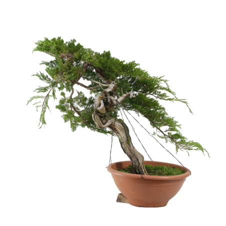 JUNIPERUS SABINA 15451