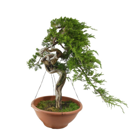 JUNIPERUS SABINA 15451