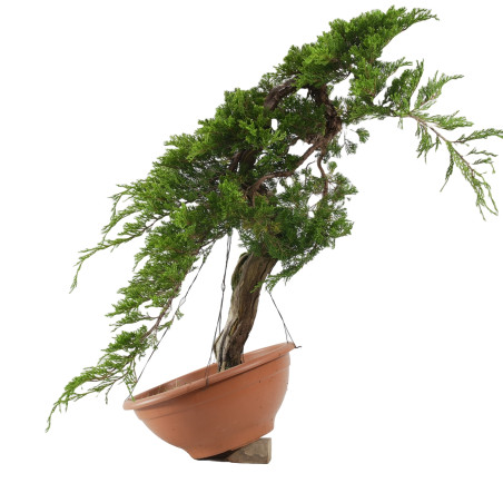 JUNIPERUS SABINA 15451