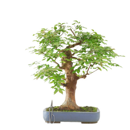 STEWARTIA MONADELPHA 102