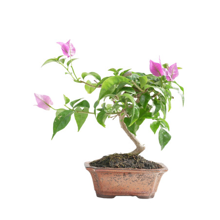 BOUGANVILLEA 15454