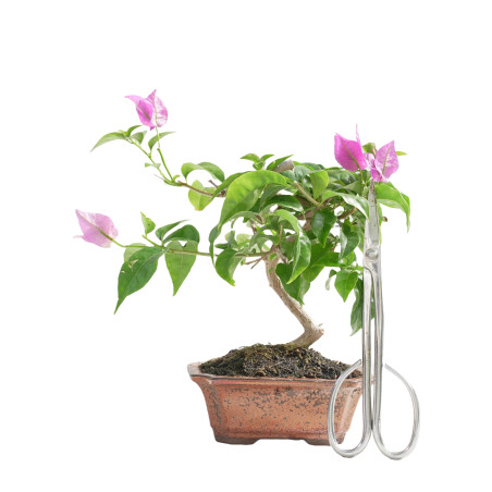 BOUGANVILLEA 15454