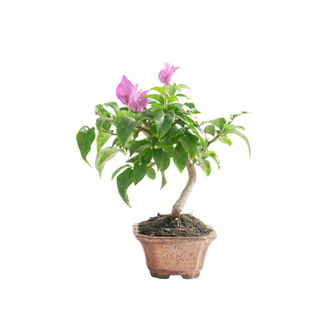 BOUGANVILLEA 15454