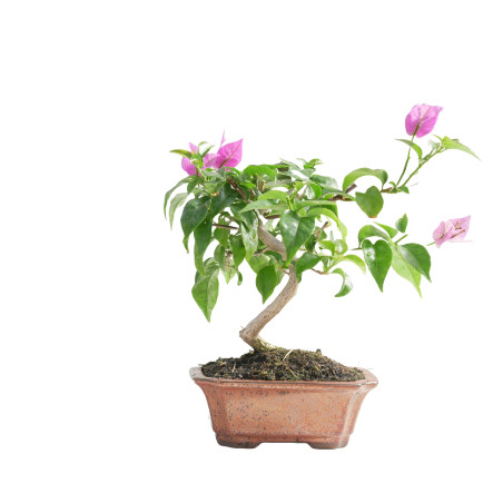 BOUGANVILLEA 15454