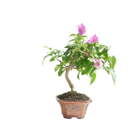 BOUGANVILLEA 15454