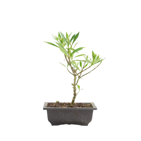 GARDENIA JAZMINOIDES 15490