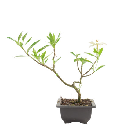 GARDENIA JAZMINOIDES 15490