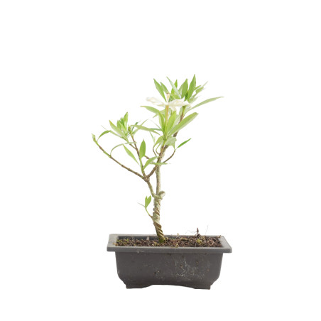 GARDENIA JAZMINOIDES 15490