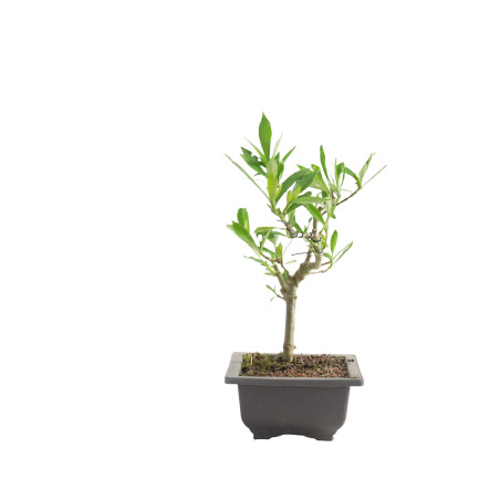 GARDENIA JAZMINOIDES 15491