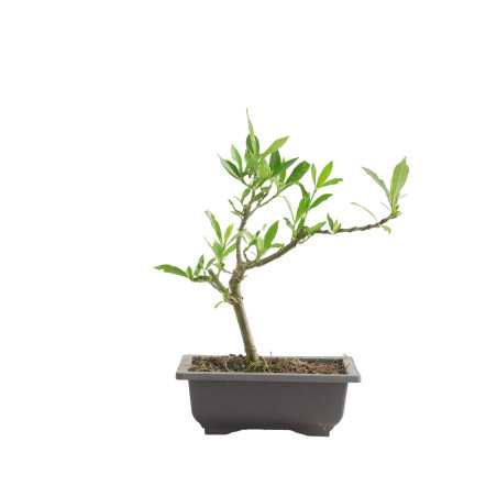 GARDENIA JAZMINOIDES 15491