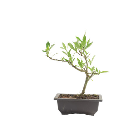 GARDENIA JAZMINOIDES 15491