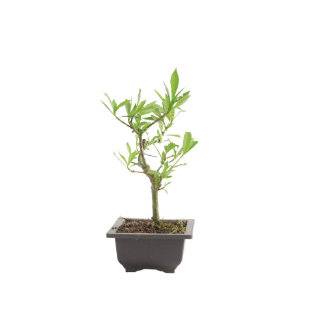 GARDENIA JAZMINOIDES 15491