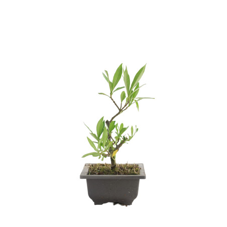 GARDENIA JAZMINOIDES 15492
