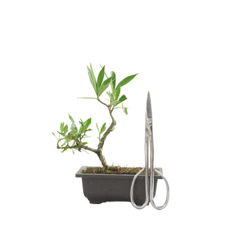 GARDENIA JAZMINOIDES 15492