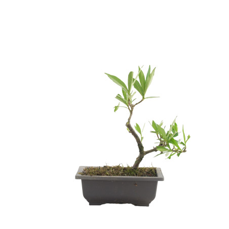 GARDENIA JAZMINOIDES 15492
