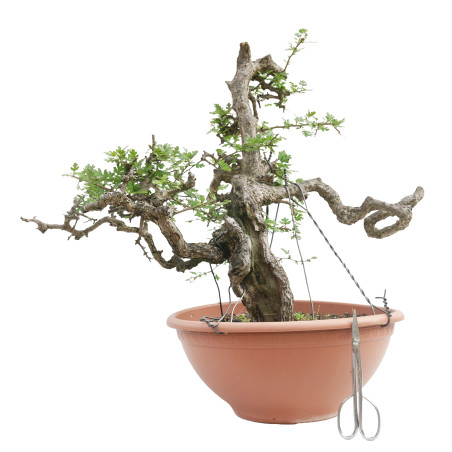 CRATAEGUS MONOGYNA E-2